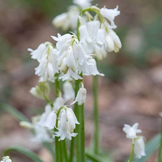 Bluebell 'White'