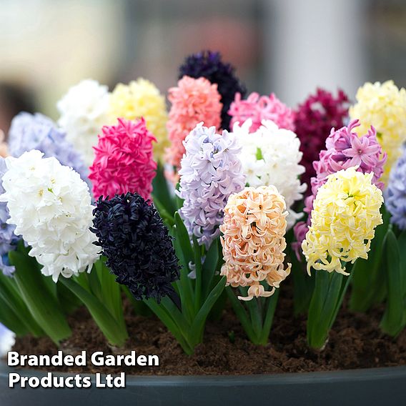 Hyacinth 'Breeder's Selection'