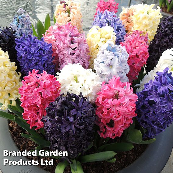 Hyacinth 'Breeder's Selection'