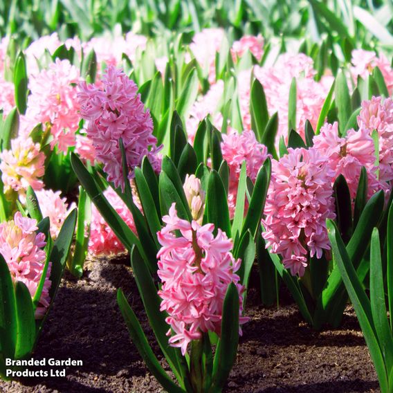 Hyacinth 'Pink Pearl'