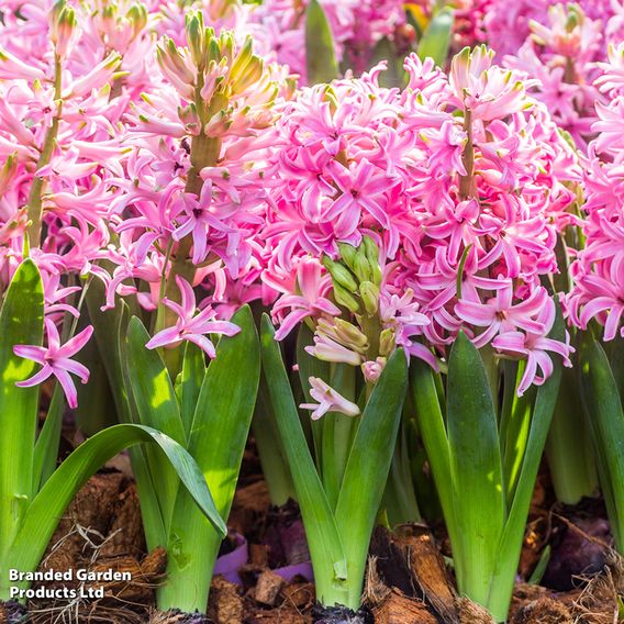 Hyacinth 'Pink Pearl'