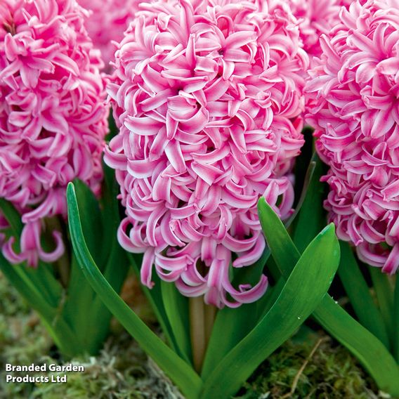 Hyacinth 'Pink Pearl'