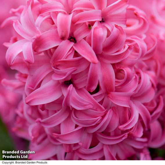 Hyacinth 'Pink Pearl'