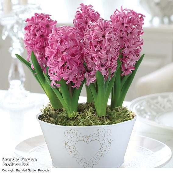 Hyacinth 'Pink Pearl'
