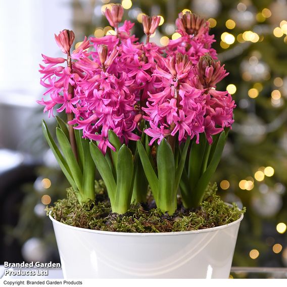 Hyacinth 'Pink Pearl'