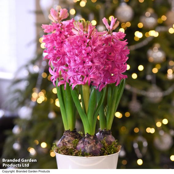Hyacinth 'Pink Pearl'