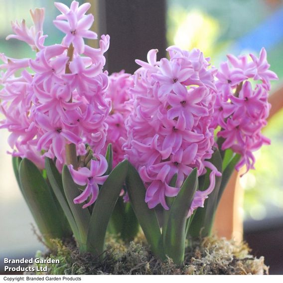 Hyacinth 'Pink Pearl'