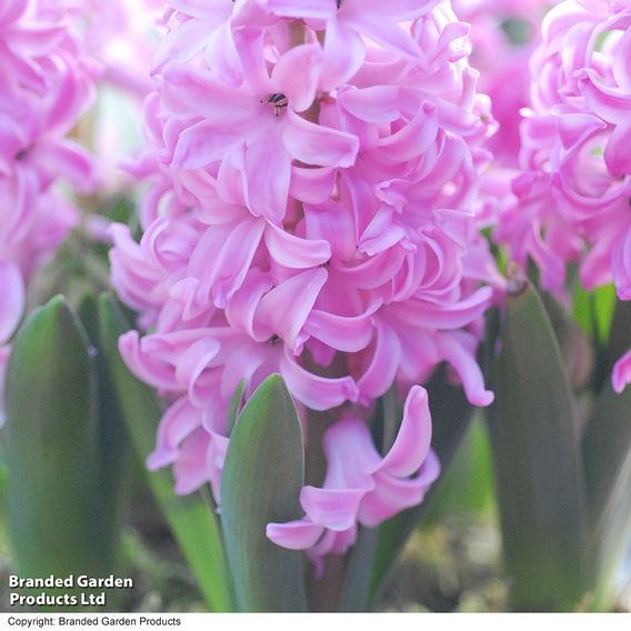 Hyacinth 'Pink Pearl'