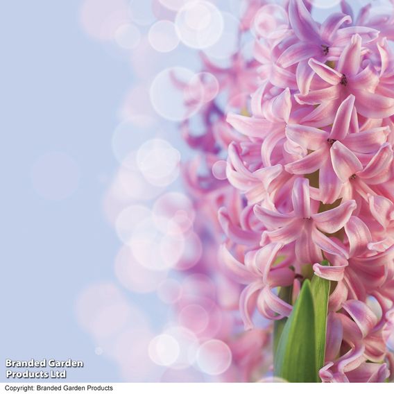 Hyacinth 'Pink Pearl'