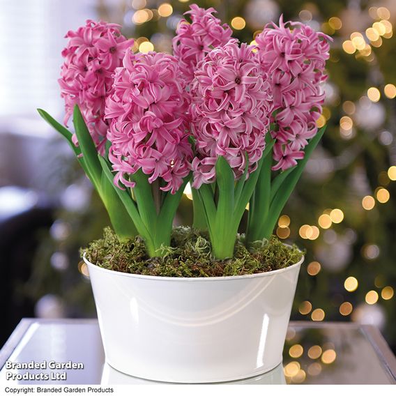 Hyacinth 'Pink Pearl'