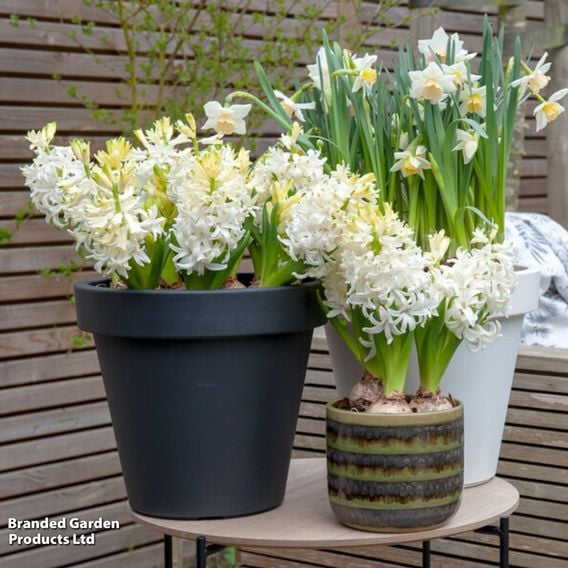 Hyacinth 'Snow Crystal'