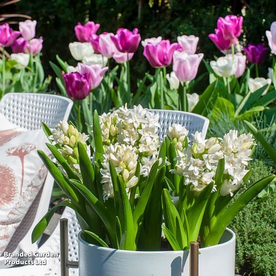 Hyacinth 'Snow Crystal'