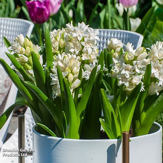 Hyacinth 'Snow Crystal'