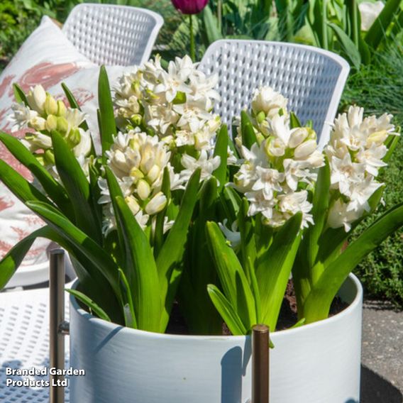 Hyacinth 'Snow Crystal'