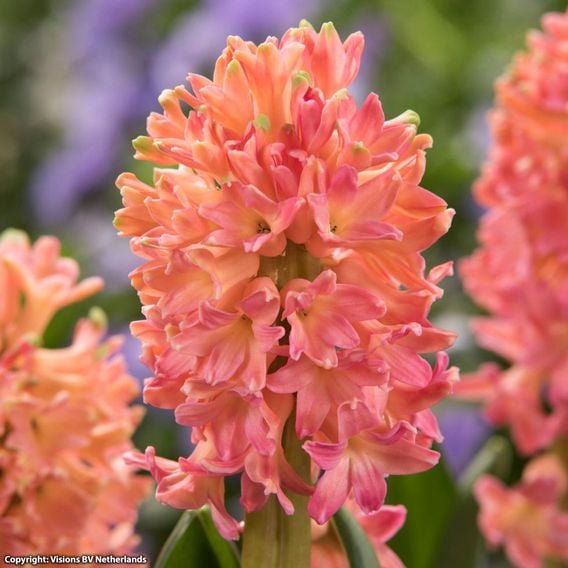 Hyacinth 'Sweet Invitation'