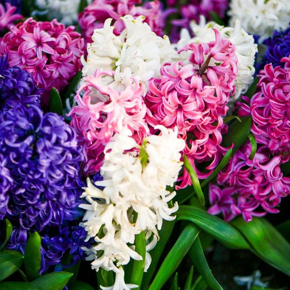 Hyacinth 'Value Mixed'