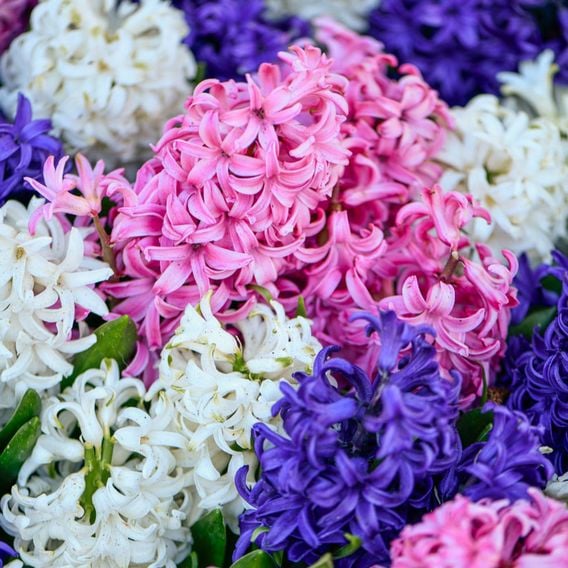 Hyacinth 'Value Mixed'