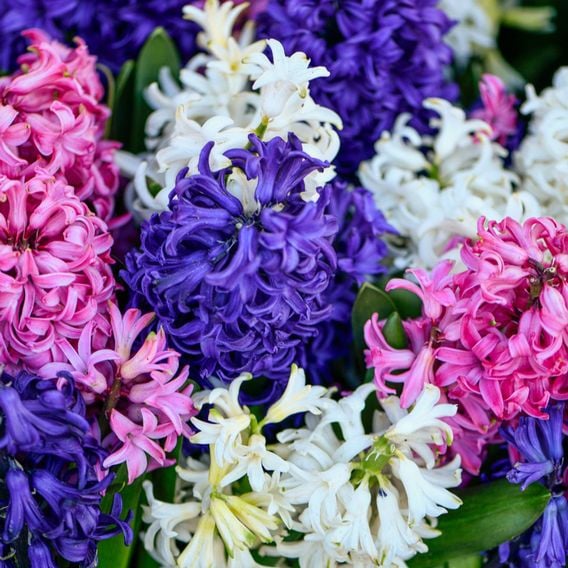 Hyacinth 'Value Mixed'