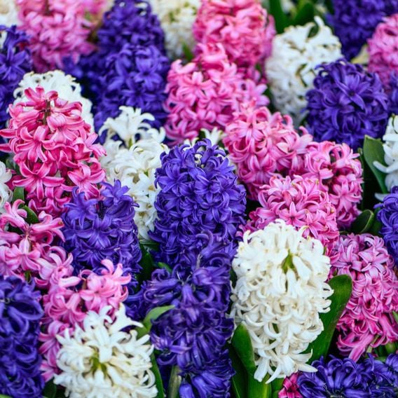 Hyacinth 'Value Mixed'