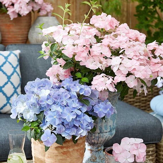 Hydrangea 'French Bolero'