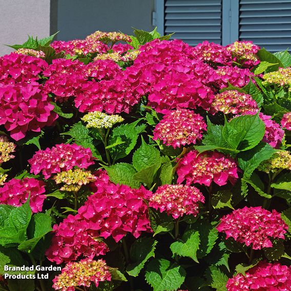 Hydrangea macrophylla 'Ab Green Shadow'