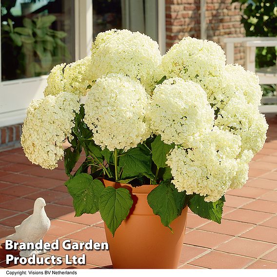 Hydrangea arborescens 'Annabelle'