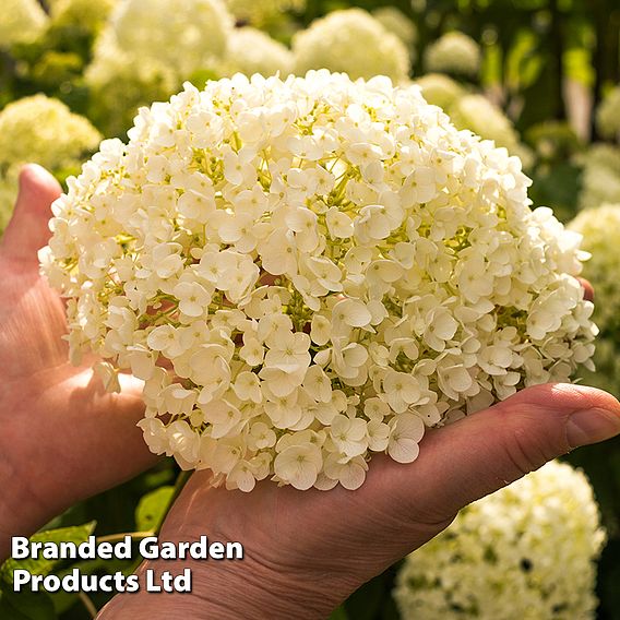 Hydrangea arborescens 'Annabelle'