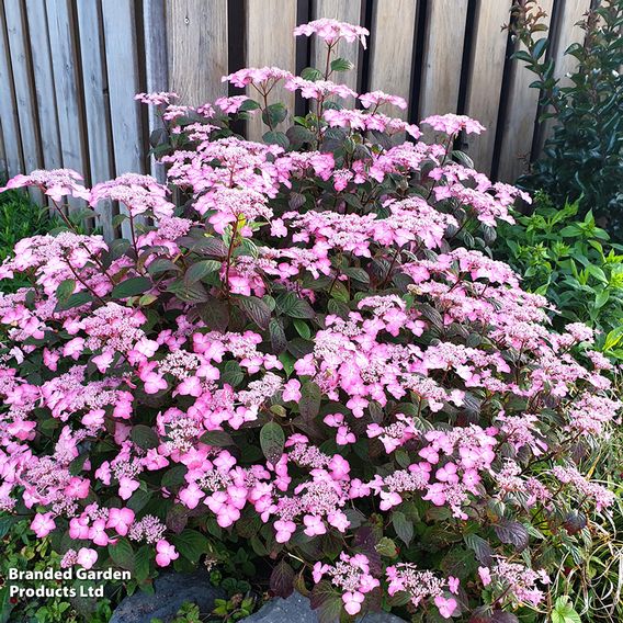 Hydrangea serrata 'Avelroz'