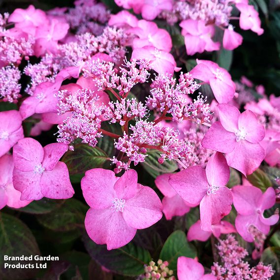 Hydrangea serrata 'Avelroz'