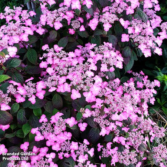 Hydrangea serrata 'Avelroz'