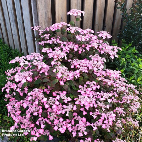 Hydrangea serrata 'Avelroz'