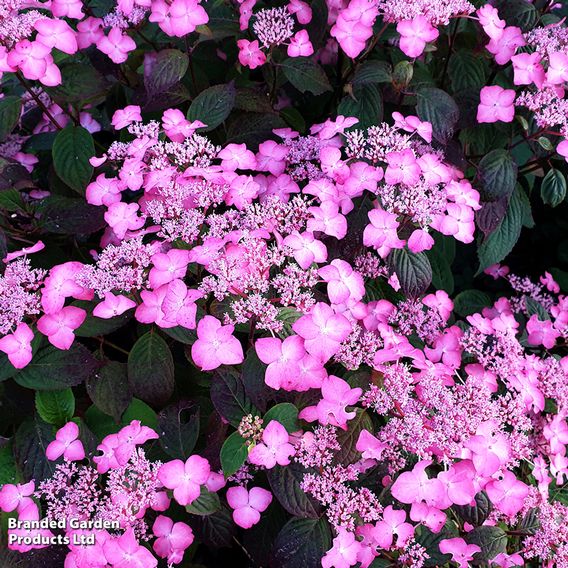 Hydrangea serrata 'Avelroz'