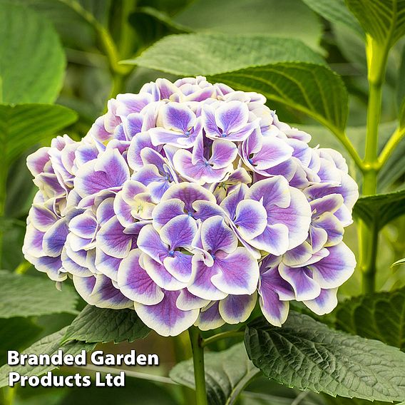 Hydrangea macrophylla 'Bavaria'