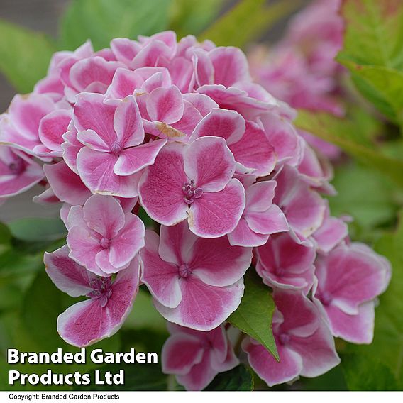 Hydrangea macrophylla 'Bavaria'