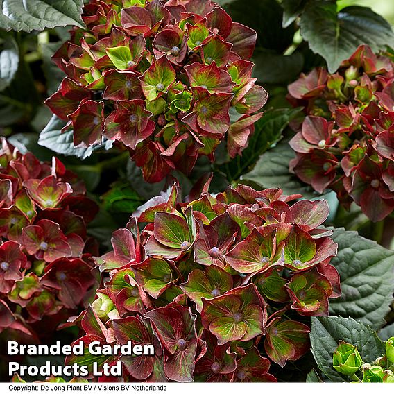 Hydrangea macrophylla 'Roco Black Knight'