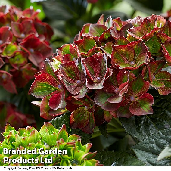 Hydrangea macrophylla 'Roco Black Knight'