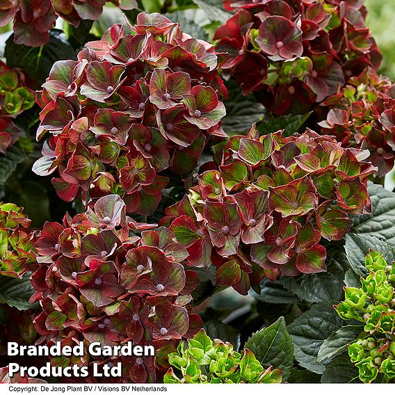 Hydrangea macrophylla 'Roco Black Knight'