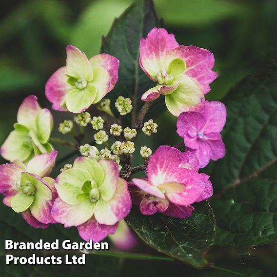 Hydrangea serrata 'Blueberry Cheesecake'