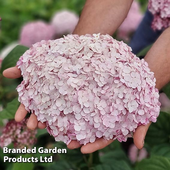 Hydrangea arborescens 'Candybelle Bubblegum'