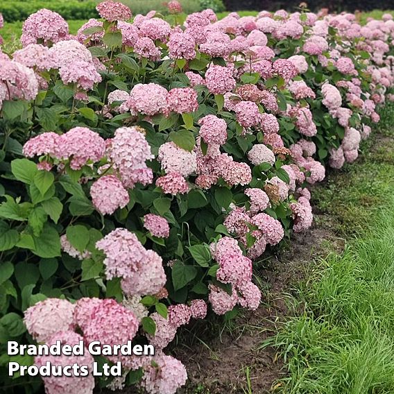 Hydrangea arborescens 'Candybelle Bubblegum'