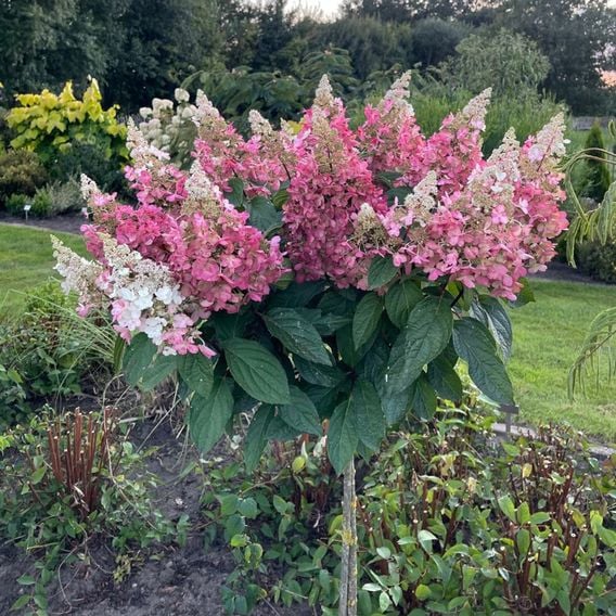 Hydrangea paniculata 'Candlelight'
