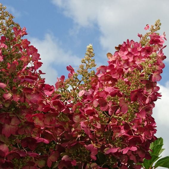 Hydrangea paniculata 'Candlelight'