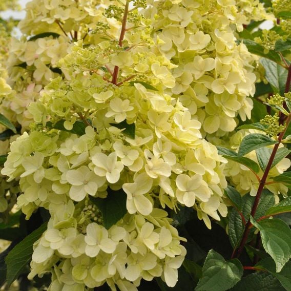 Hydrangea paniculata 'Candlelight'