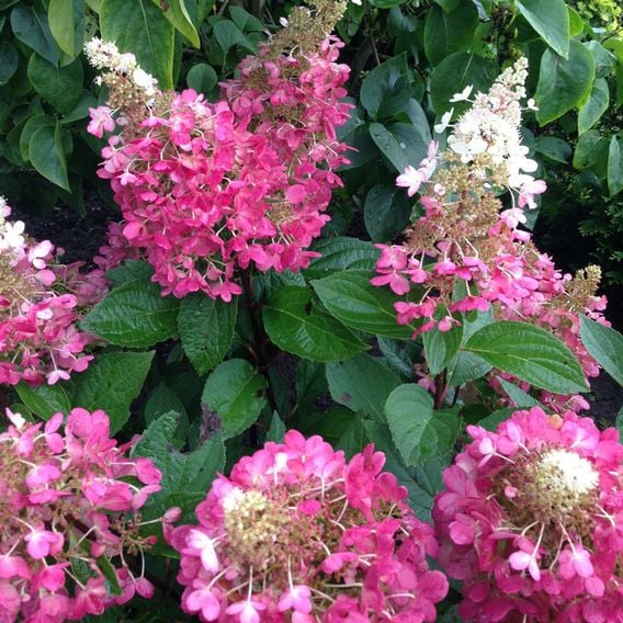 Hydrangea paniculata 'Candlelight'