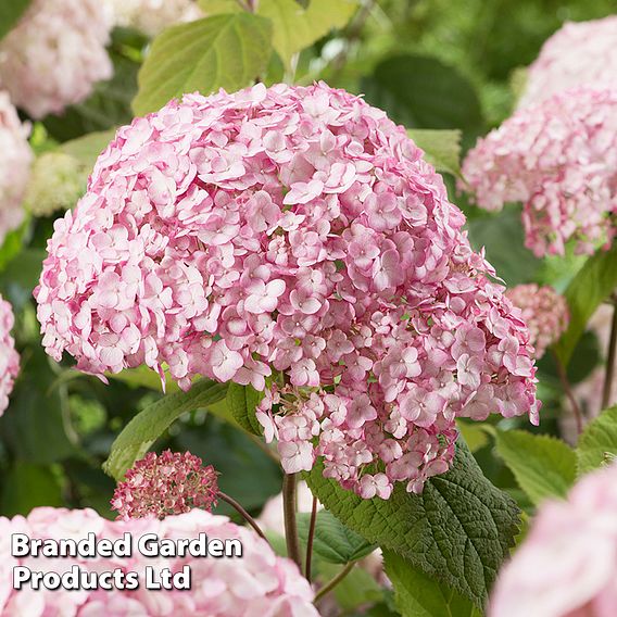 Hydrangea arborescens 'Candybelle Bubblegum'