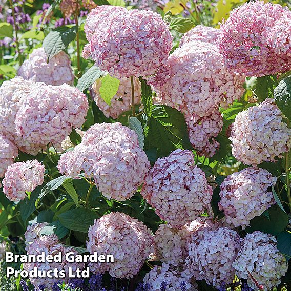 Hydrangea arborescens 'Candybelle Bubblegum'