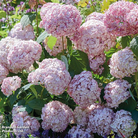 Hydrangea arborescens 'Candybelle Bubblegum'