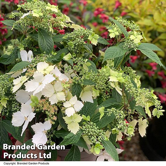 Hydrangea 'Cloud Nine'