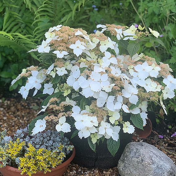 Hydrangea 'Cloud Nine'