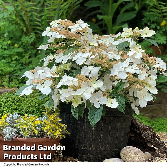 Hydrangea 'Cloud Nine'